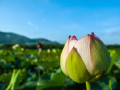 夏天可以发的文艺说说带图片 夏日清凉说说心情